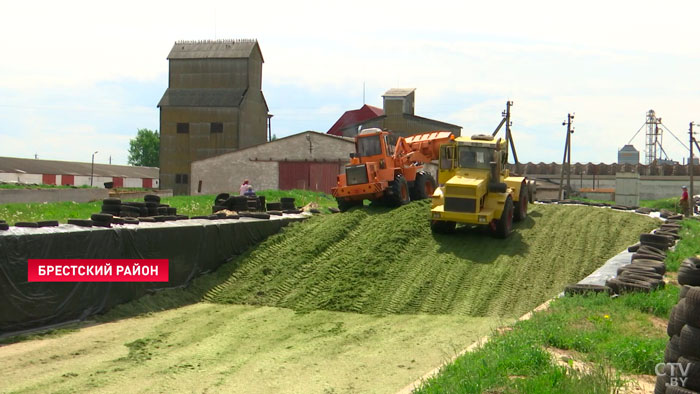 В Беларуси стартовала заготовка травяных кормов-13