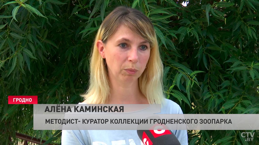 Летний рацион, душ и навесы. Как в Гродненском зоопарке спасают животных от жары-10