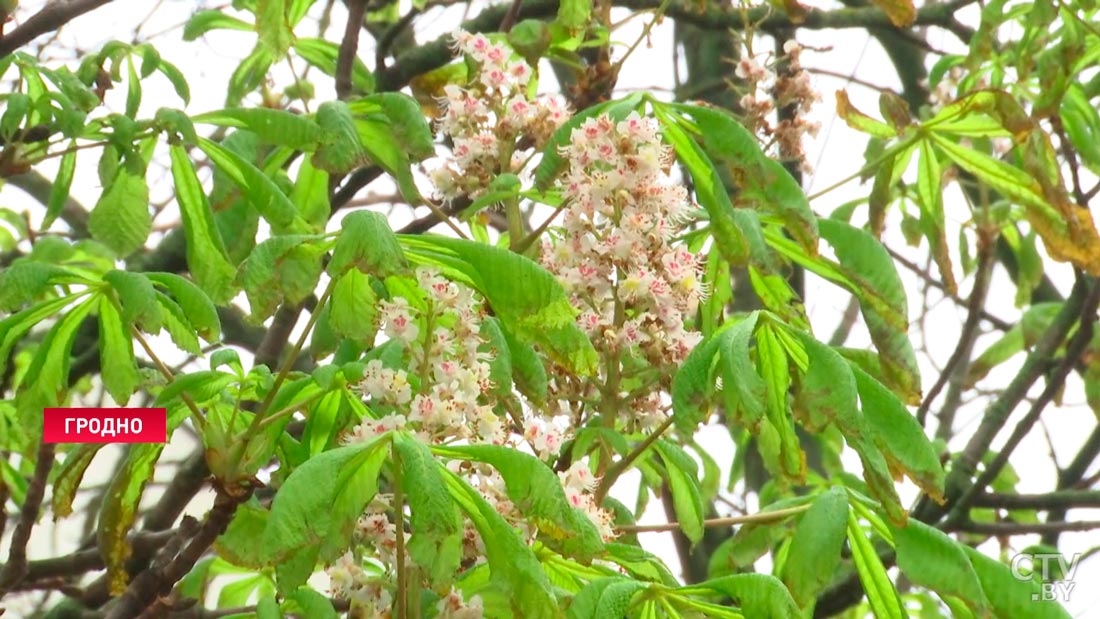 Каштаны зацвели в ноябре в Гродно. С чем это связано?-1