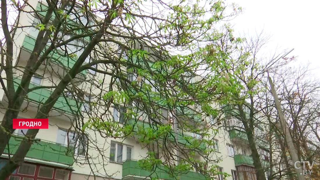 Каштаны зацвели в ноябре в Гродно. С чем это связано?-4