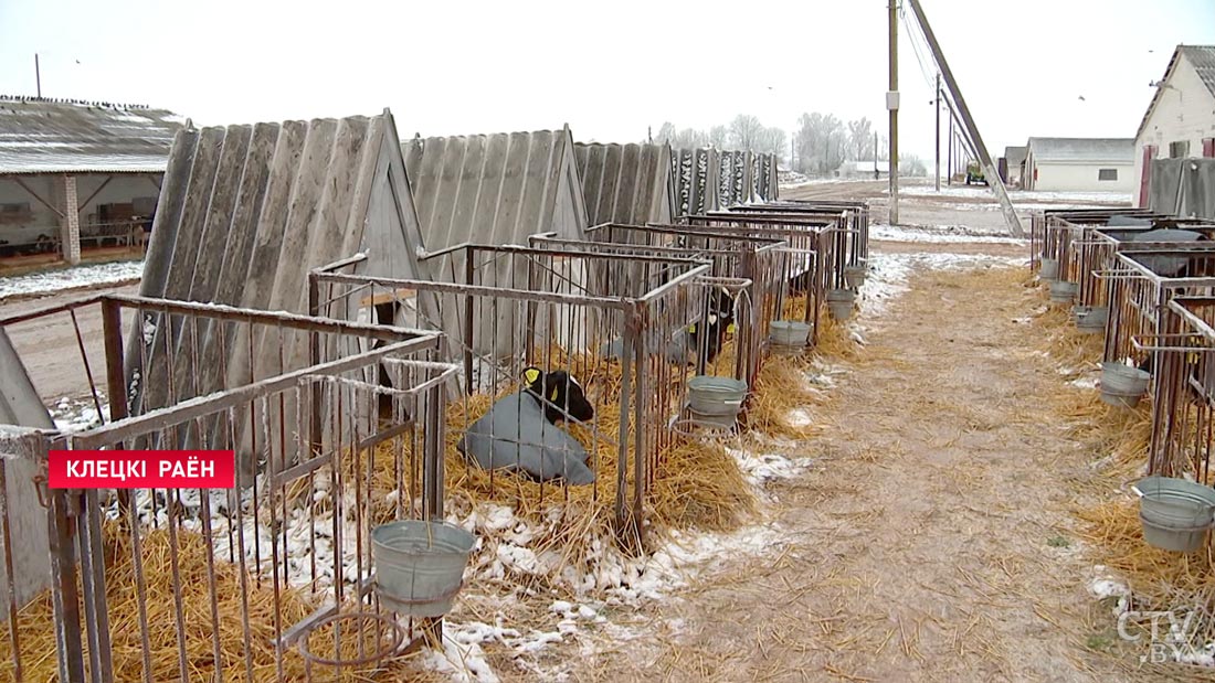 В Клецке начали шить зимнюю одежду для телят. Вот как она выглядит-4