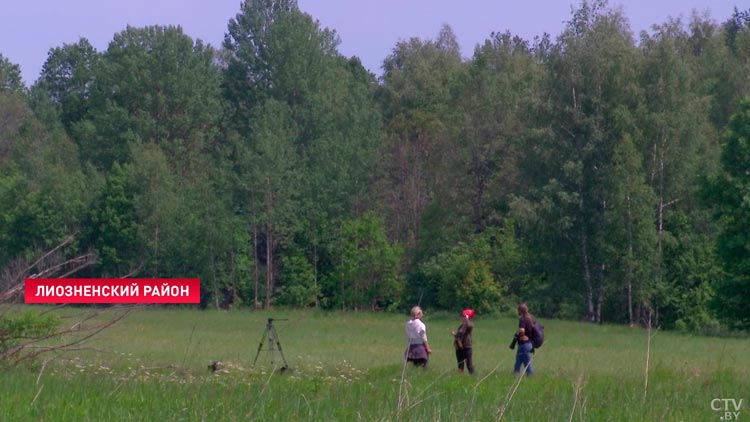 «Надо отловить, но как отловить, пока непонятно». В Лиозненском районе белоголовый сип убивает аистят-19