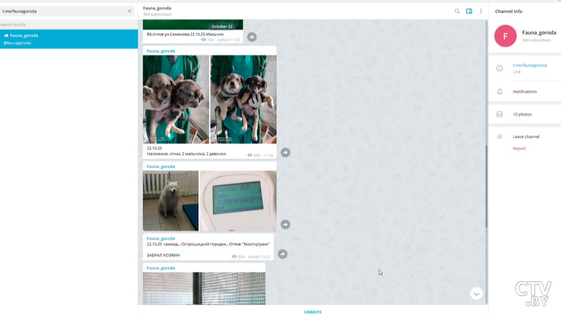 «Фауна города» создала Telegram-канал для поиска хозяев для животных. Обещают обновлять постоянно-1