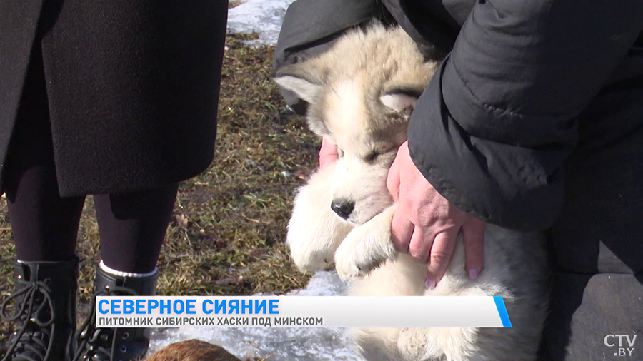 Эти собаки станут настоящим антистрессом и няней для ребёнка. Почему стоит побывать в питомнике сибирских хаски?-10