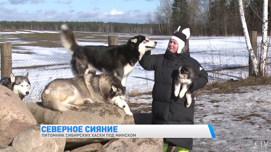 Эти собаки станут настоящим антистрессом и няней для ребёнка. Почему стоит побывать в питомнике сибирских хаски?-13