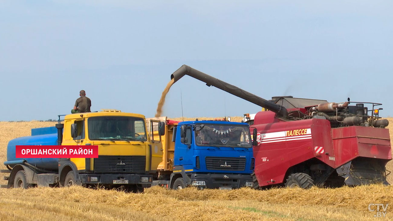 В хозяйстве Оршанского района планируют собрать рекордный за последние 5 лет урожай-1