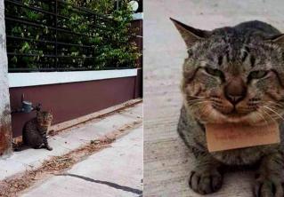 Домашний кот пропал на три дня, а потом вернулся с запиской. И вот что в ней