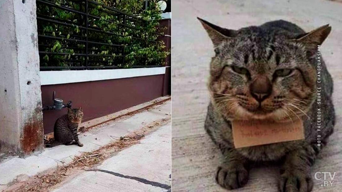 Домашний кот пропал на три дня, а потом вернулся с запиской. И вот что в ней-1
