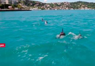 Дельфины появились в проливе Босфор после введения локдауна в Турции