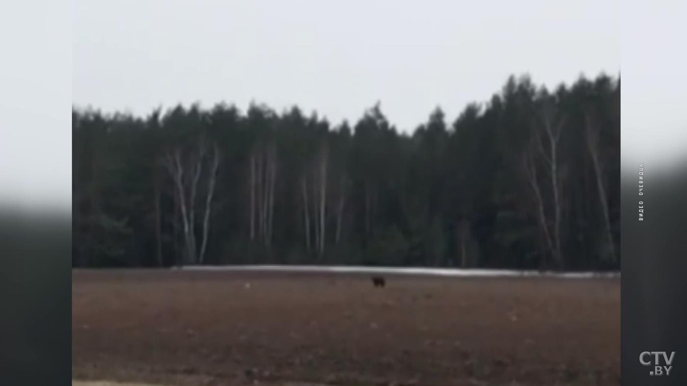 В Вилейском районе медведь бегал по полю. Автомобилисты сняли его на видео-1