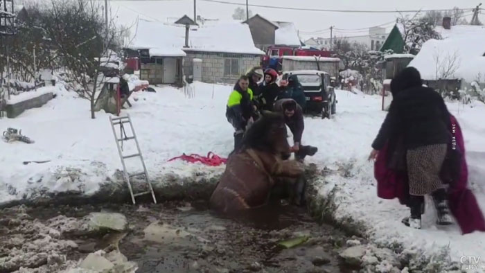 В Заславле спасли лошадь, которая провалилась в яму с водой-1