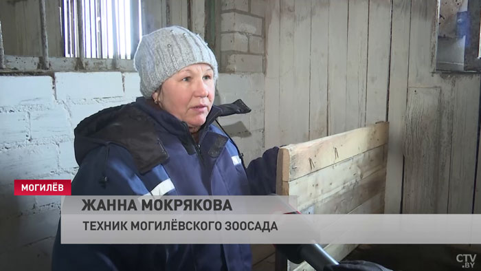 В Могилёвском зоосаде поселились два брата дикобраза. Вот чем занимаются эти зверьки зимой-4