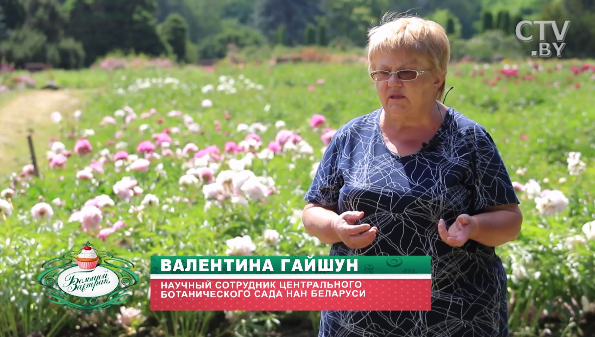«Если образовались бутоны, надо их выщипать»: сажаем пионы правильно-4 «Если образовались бутоны, надо их выщипать»: сажаем пионы правильно-4