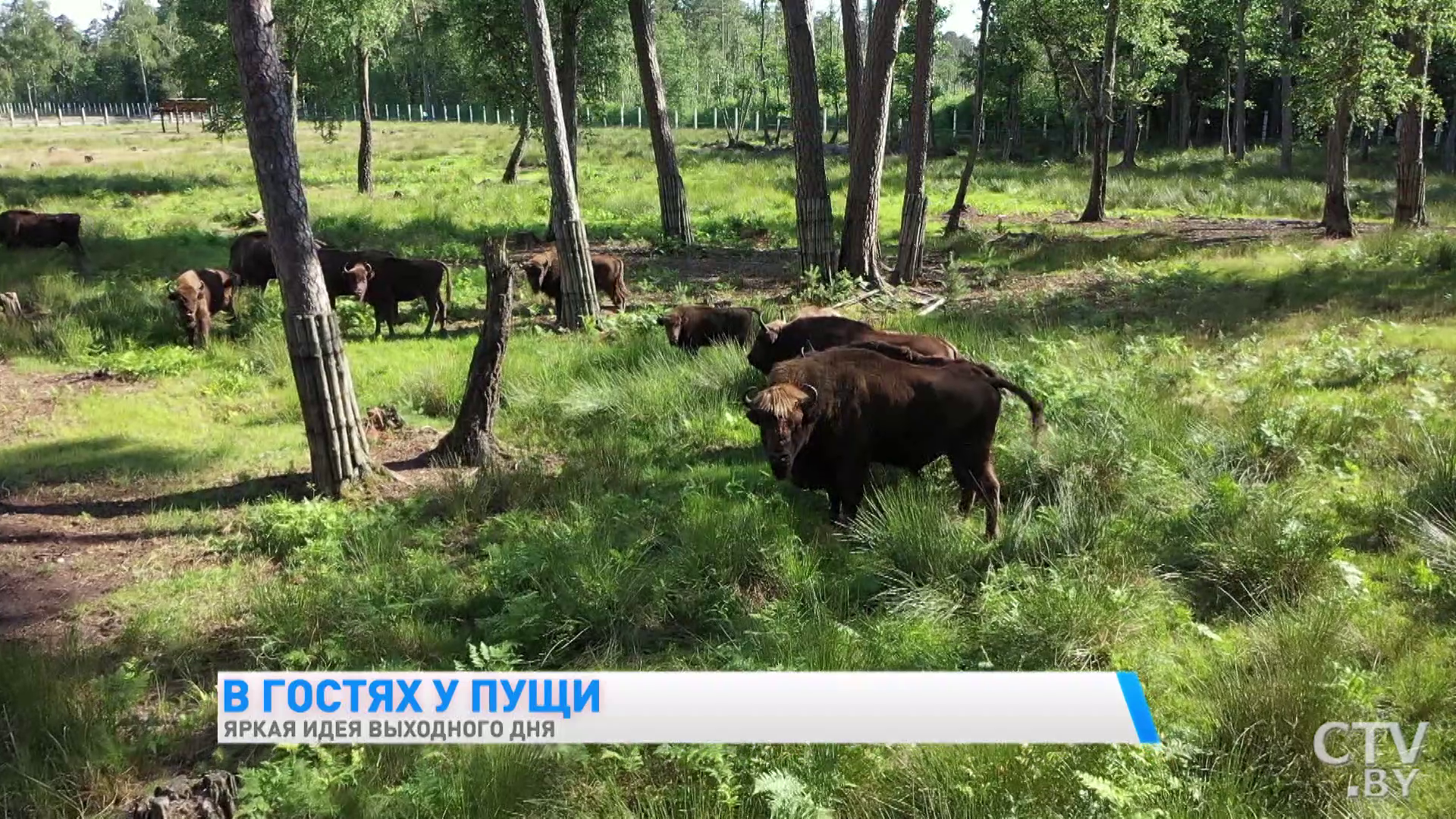 «Здесь взрослые вспоминают своё детство у бабушки». Чем туристов удивляет агроусадьба «Налибокские васильки»?-13