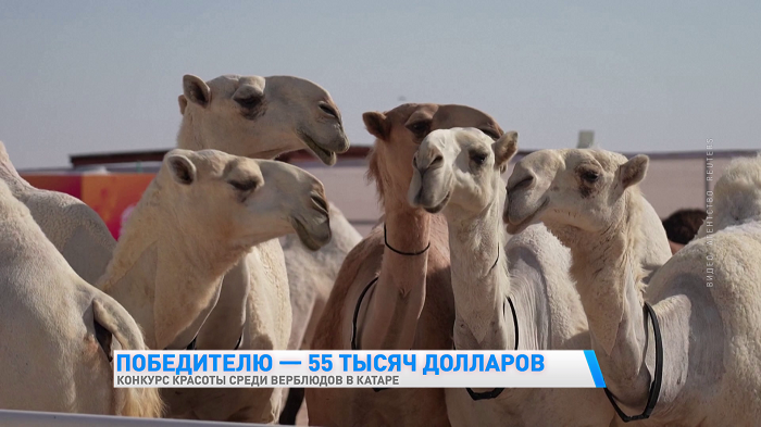 Победитель получит 55 тысяч долларов. В Катаре проводят конкурс красоты среди верблюдов-11