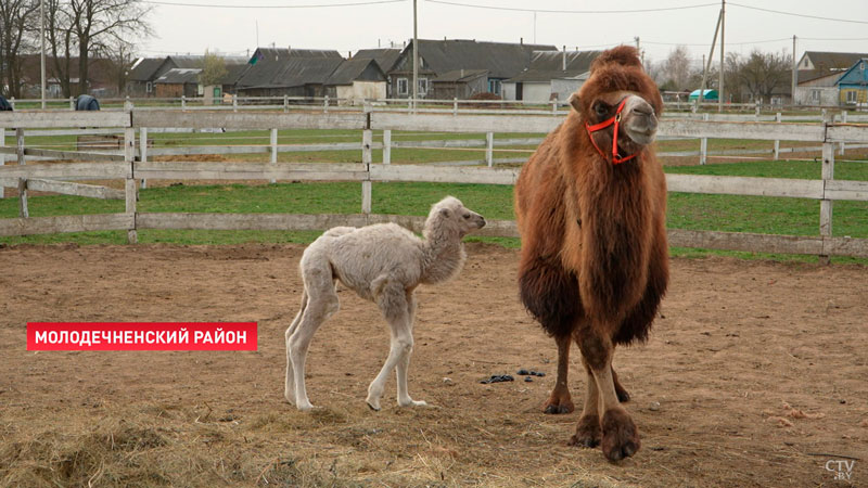 В Беларуси родился белый верблюжонок-7