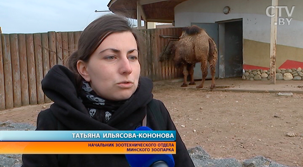 Верблюдица Саке из Минского зоопарка жива: животное погибло, но другое-4