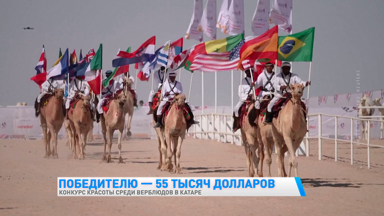 Победитель получит 55 тысяч долларов. В Катаре проводят конкурс красоты среди верблюдов-4