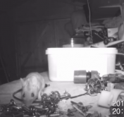 Таинственный уборщик. Мышь, наводившая порядок в сарае, попала на видео