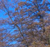 В Беларуси объявлен оранжевый уровень опасности. Синоптики обещают сильный ветер