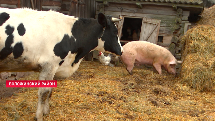 Участники из Воложинского района взяли 4 первых места на конкурсе «Ветеранское подворье»-1