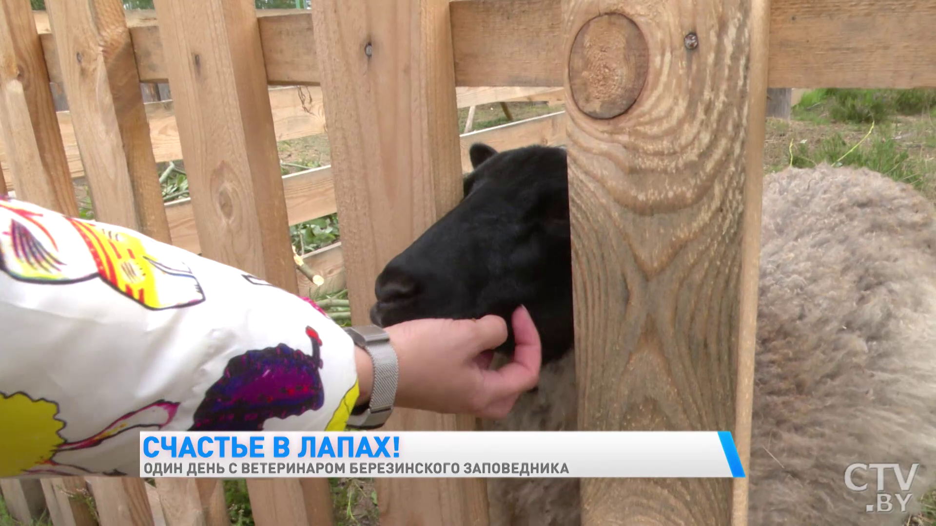 «Гуси всегда пьют воду у индюков. Своя вода их не устраивает». Один день с ветеринаром Березинского заповедника-1