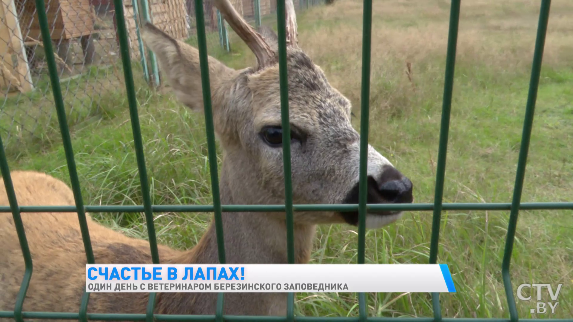 «Гуси всегда пьют воду у индюков. Своя вода их не устраивает». Один день с ветеринаром Березинского заповедника-25