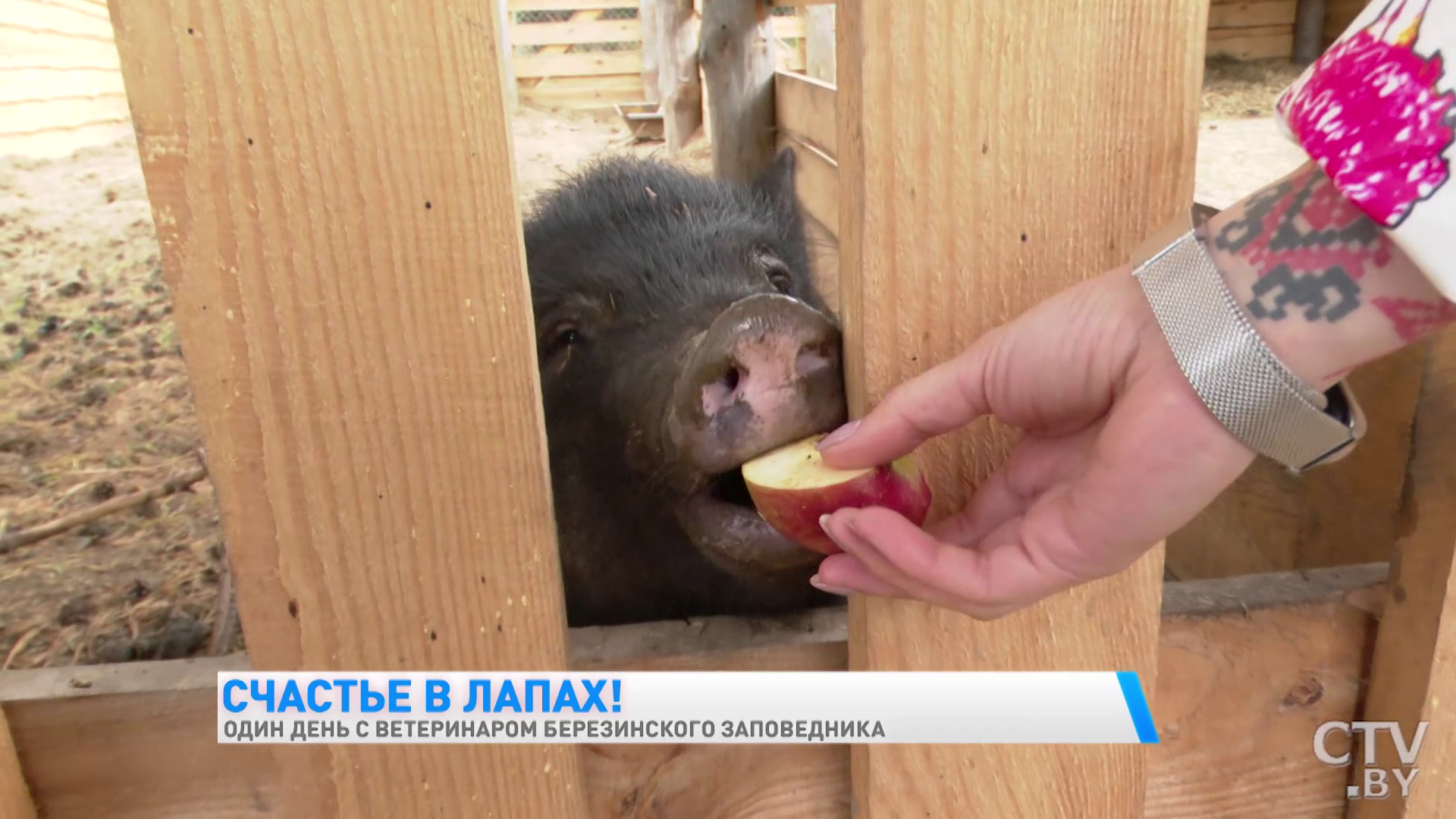 «Гуси всегда пьют воду у индюков. Своя вода их не устраивает». Один день с ветеринаром Березинского заповедника-34