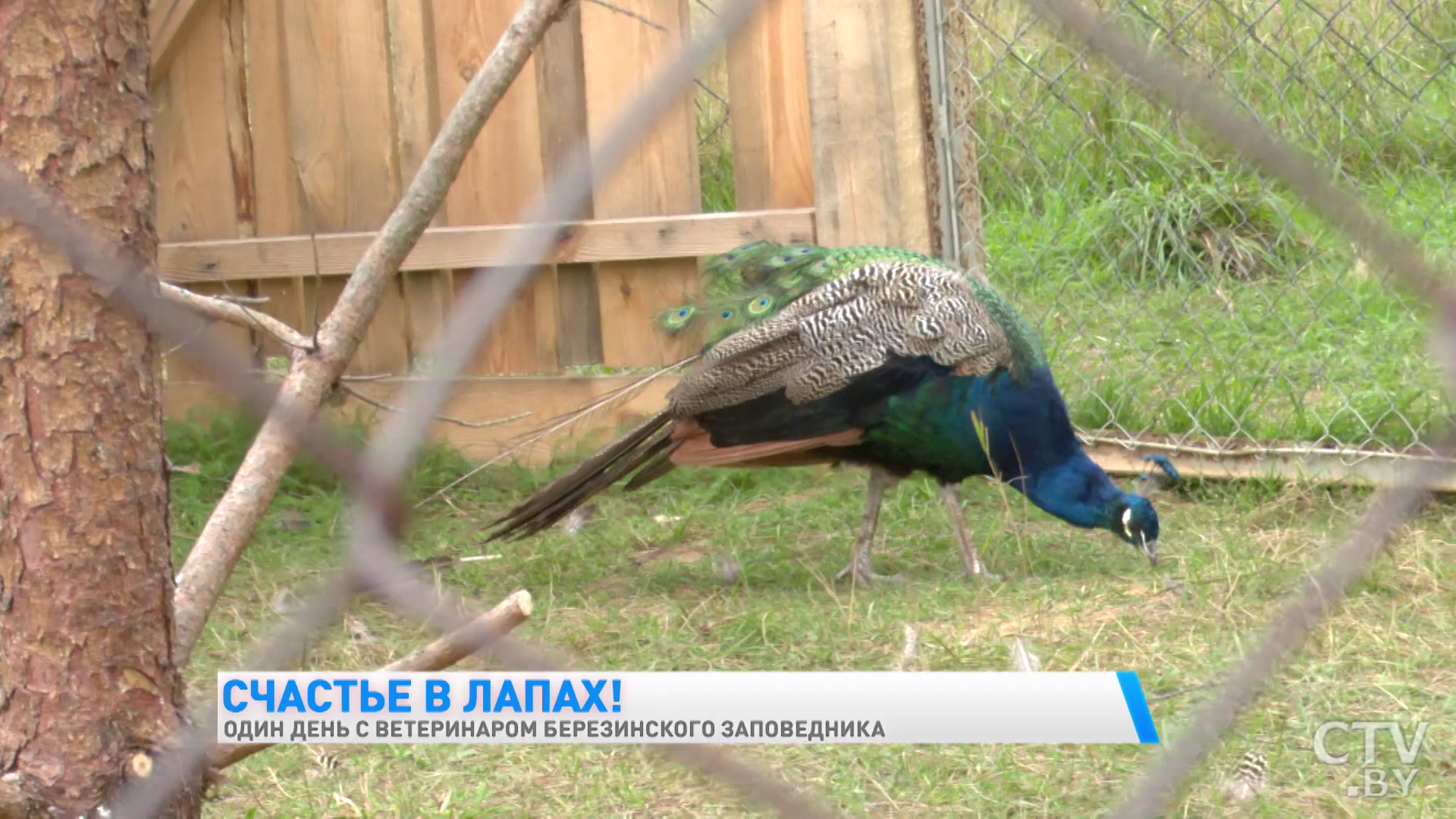 «Гуси всегда пьют воду у индюков. Своя вода их не устраивает». Один день с ветеринаром Березинского заповедника-37