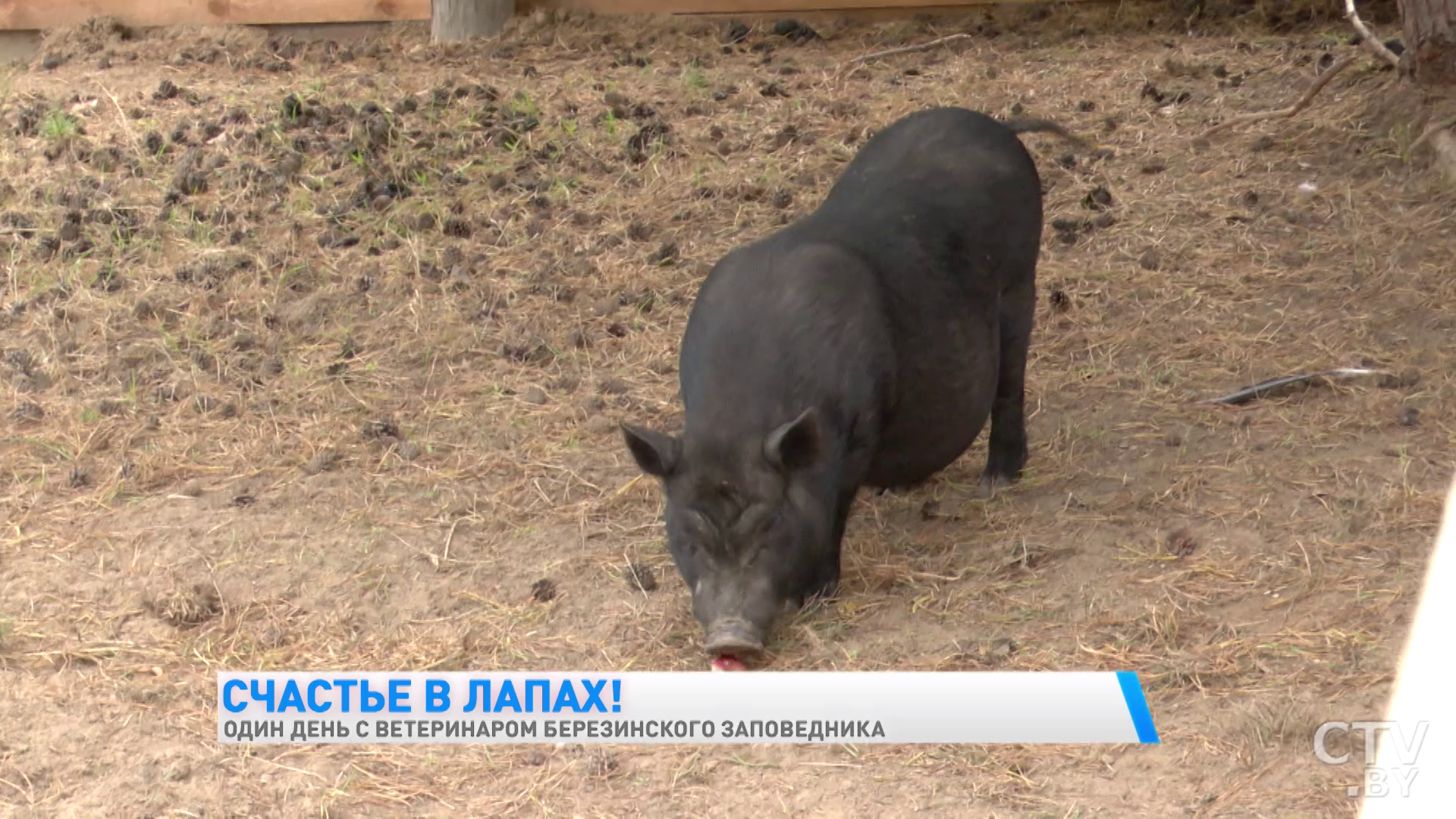 «Гуси всегда пьют воду у индюков. Своя вода их не устраивает». Один день с ветеринаром Березинского заповедника-43