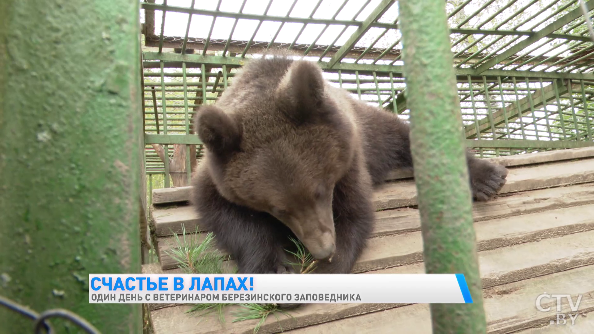 «Гуси всегда пьют воду у индюков. Своя вода их не устраивает». Один день с ветеринаром Березинского заповедника-7