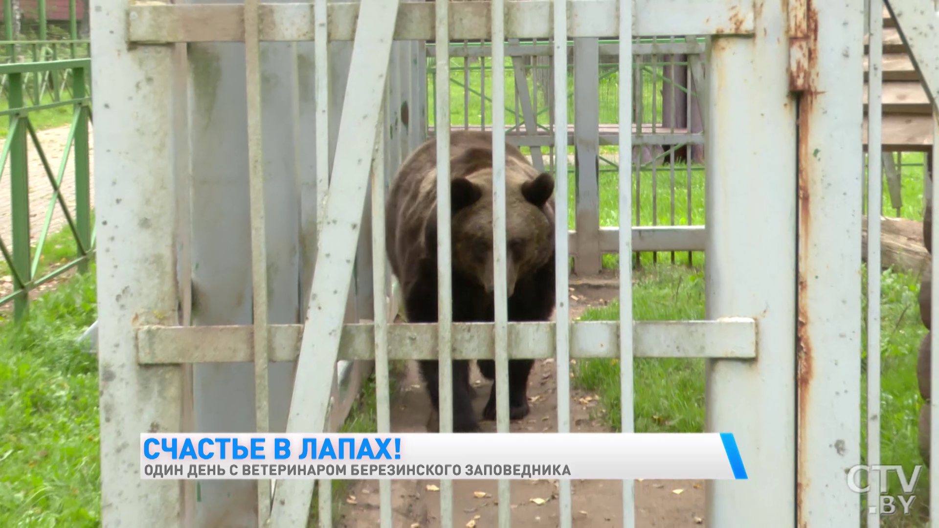 «Гуси всегда пьют воду у индюков. Своя вода их не устраивает». Один день с ветеринаром Березинского заповедника-10