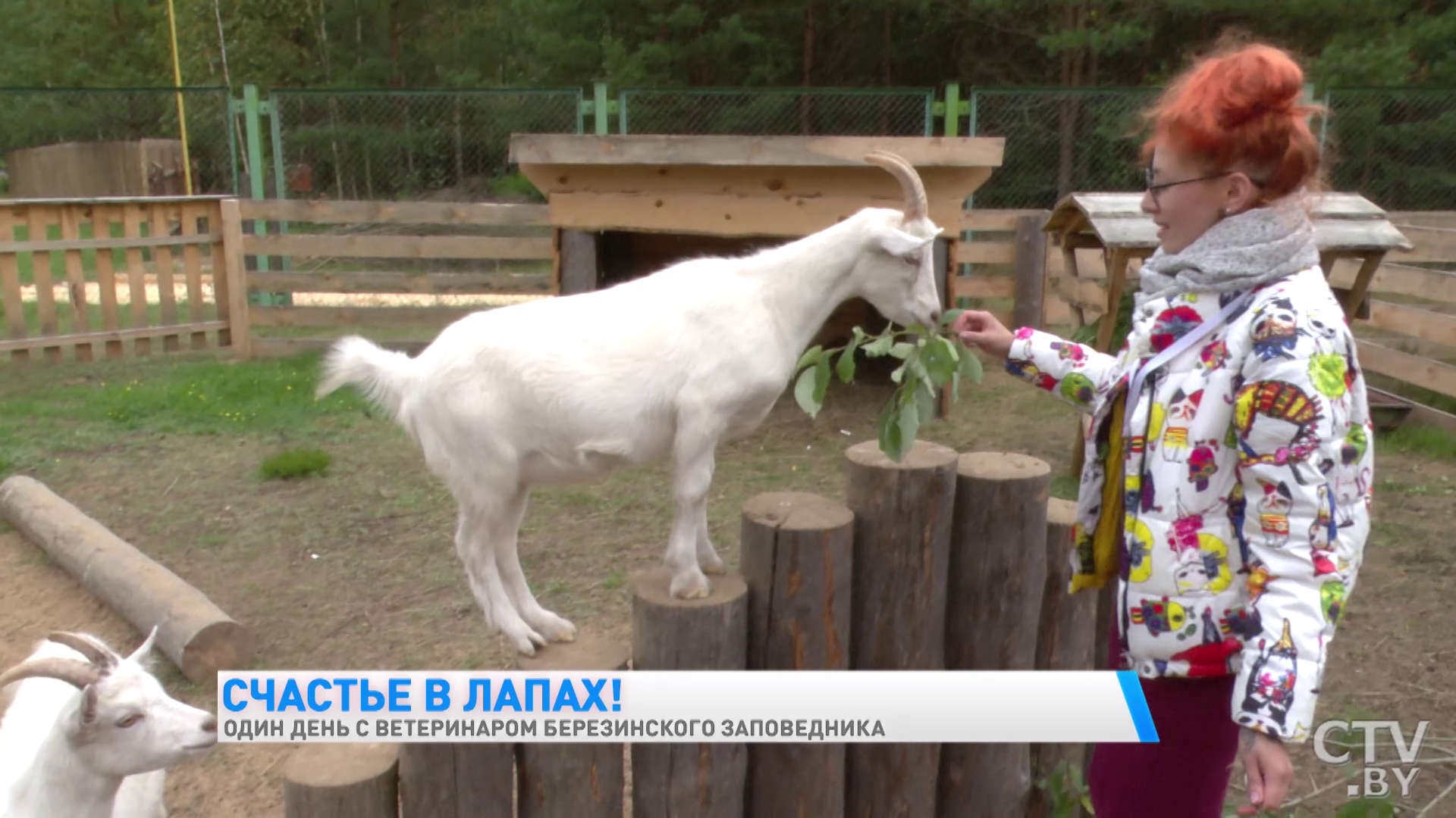 «Гуси всегда пьют воду у индюков. Своя вода их не устраивает». Один день с ветеринаром Березинского заповедника-13