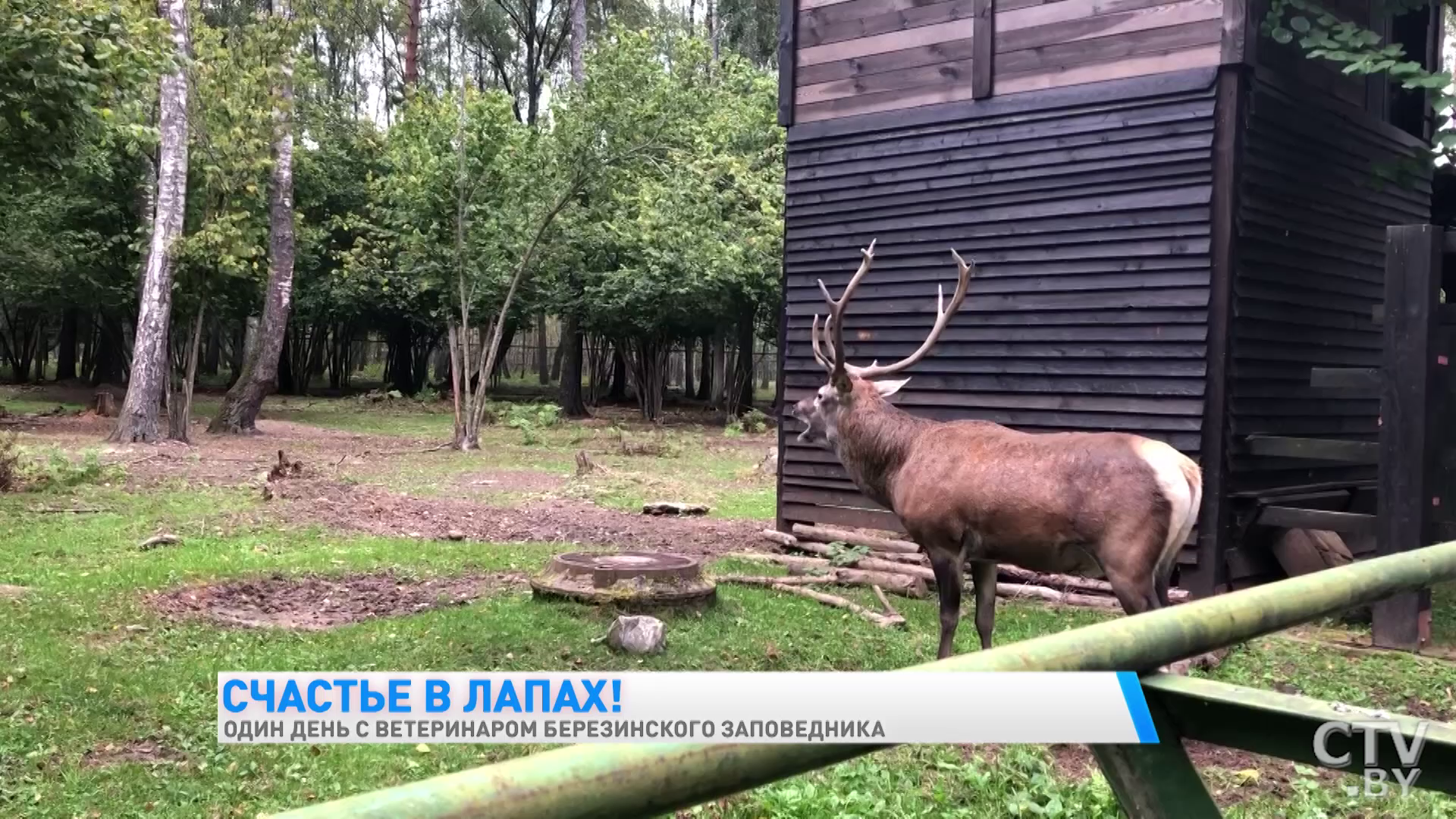 «Гуси всегда пьют воду у индюков. Своя вода их не устраивает». Один день с ветеринаром Березинского заповедника-22