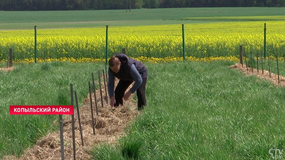 Скоро будет урожай! В Копыльском районе сделали первый промышленный виноградник-7