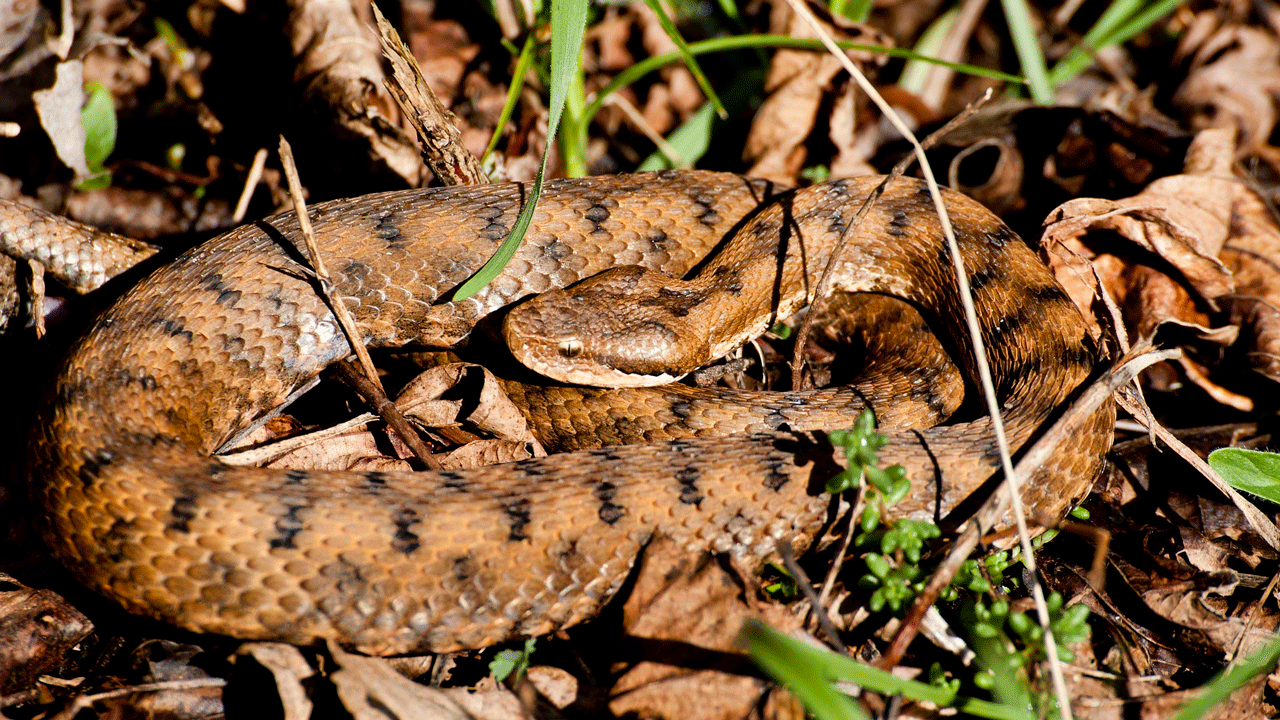 Жителя Хорватии укусила гадюка, но сама умерла из-за алкоголя в его крови-0 Жителя Хорватии укусила гадюка, но сама умерла из-за алкоголя в его крови-0