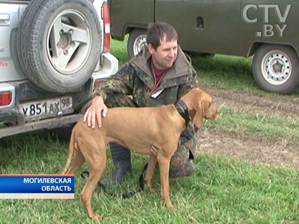 Открытый чемпионат легавых собак «Горка-2013» проходит в Могилевской области