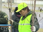 Во время субботника в Минске посадят тысячи деревьев Во время субботника в Минске посадят тысячи деревьев