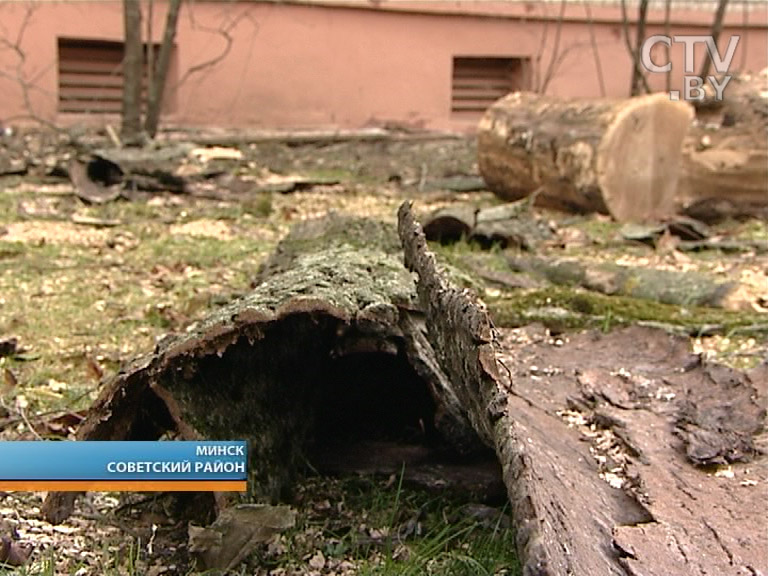 В Минске на балкон многоэтажки обрушилось сухое дерево. Звонки в ЖЭС 4 года игнорировались В Минске на балкон многоэтажки обрушилось сухое дерево. Звонки в ЖЭС 4 года игнорировались