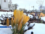 В центре Витебска под снегом расцвели крокусы