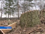 В Гродненской области коммунальщики необоснованно вырубили целое лесонасождение