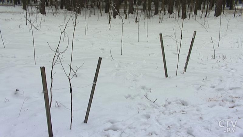 «Я люблю ходить в лес и просто любоваться деревьями». Лесничий Дмитрий Касач рассказывает о своей работе -10