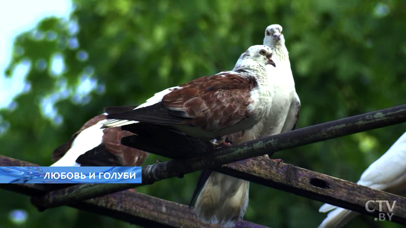 Для каждой пары голубков тут отдельная жилплощадь. Более 40 лет минчанин разводит голубей -4