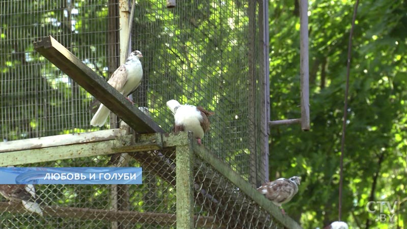 Для каждой пары голубков тут отдельная жилплощадь. Более 40 лет минчанин разводит голубей -21