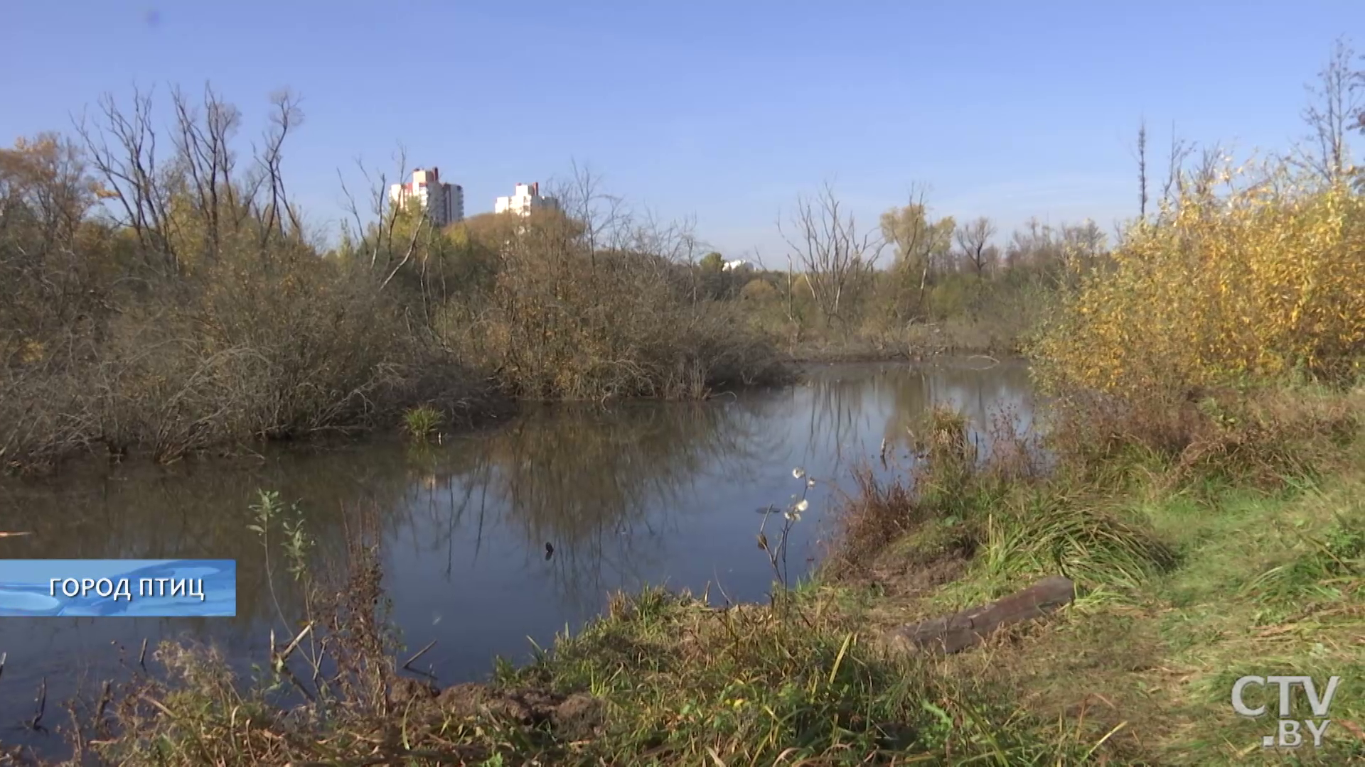 Цапля и бекас, ондатра и куница: кого ещё можно увидеть в «Городе птиц» в Минске?-7