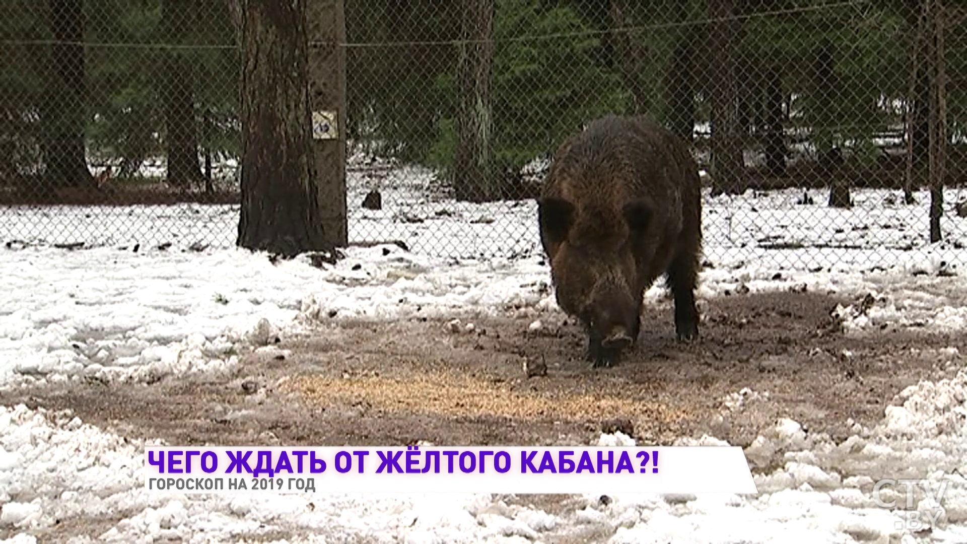 Гороскоп на 2019 год от астролога. Близнецов ждёт сказка, Водолеев – судьбоносная встреча -1