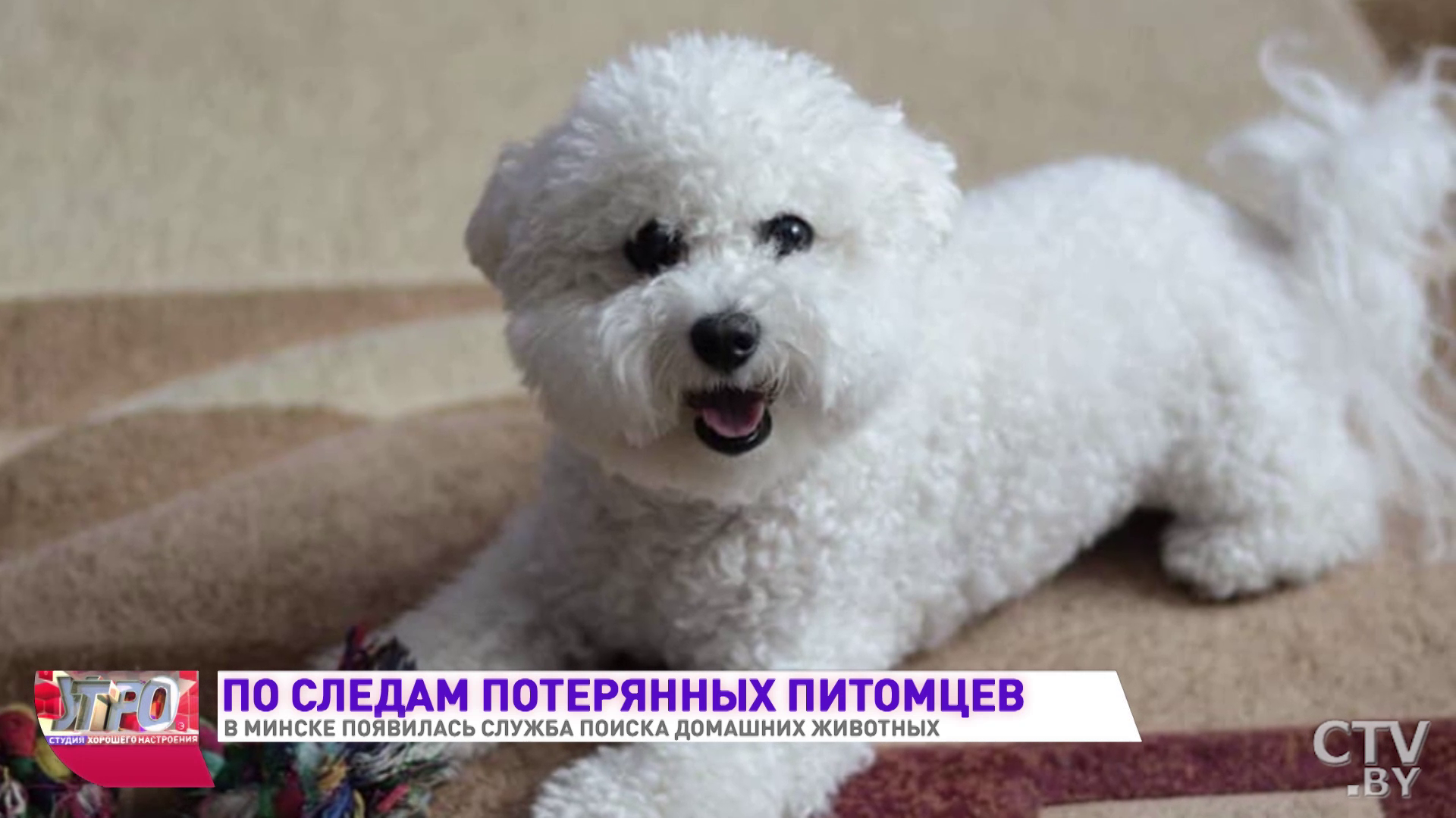 Служба поиска домашних животных появилась в Минске-7
