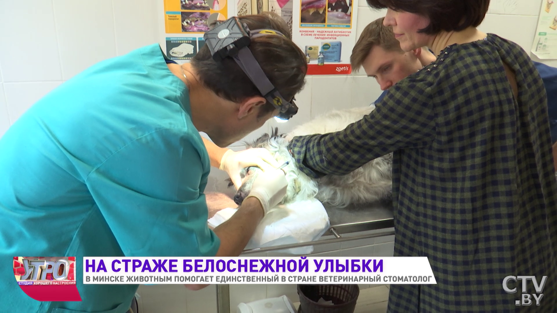 «Один из первых пациентов был ежик». Как лечит зубы животным ветеринарный стоматолог из Минска -9
