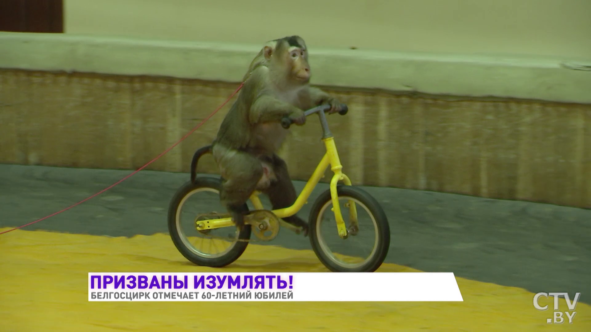 Морской лев стоит на одном ласте, а шпагаты делают на головах. Чем удивит Белгосцирк в юбилейной программе-10