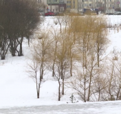 Посадить семейное дерево можно будет в Минске: где и когда